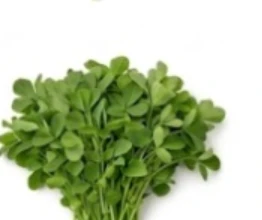 Fenugreek